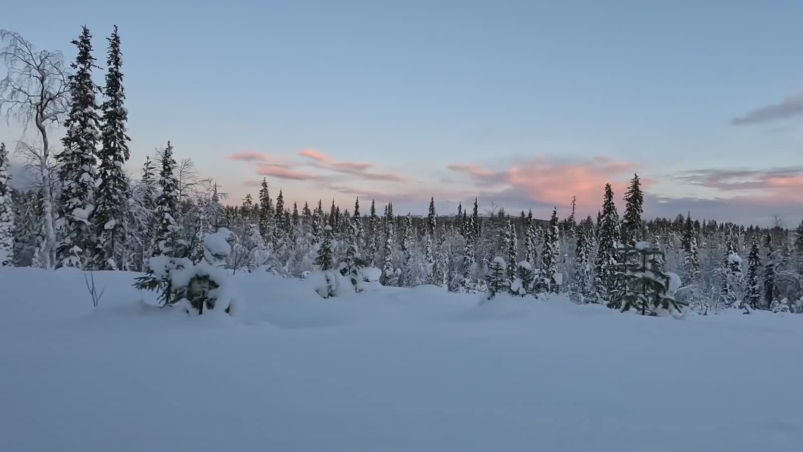Forêt de sapins enneigés sous un ciel rose et bleu